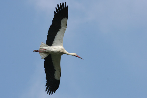 White Stork, La Janda  2005  F. S. Simpson