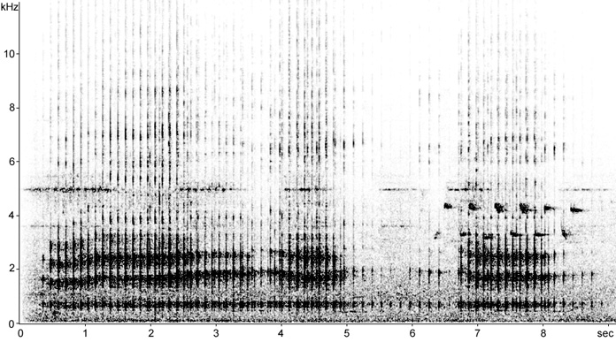 Sonogram of White Stork bill-clapping