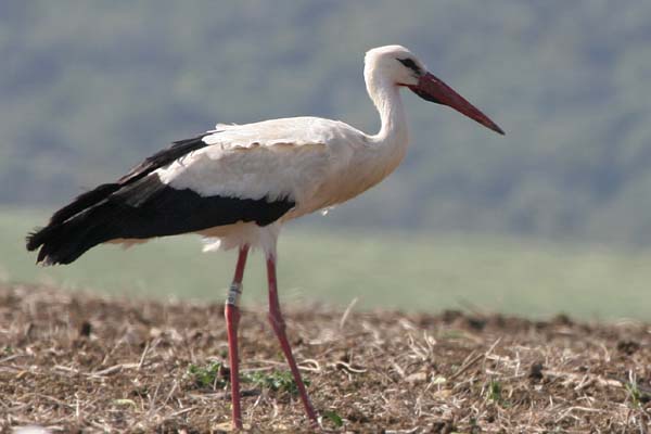 White Stork, La Zarzuela  2005  F. S. Simpson