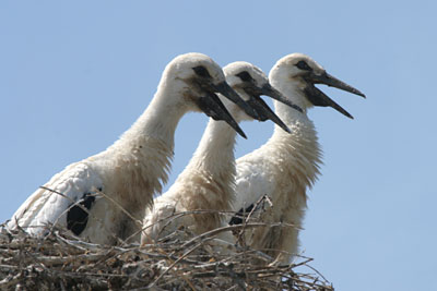 White Stork nestlings, Lake Kerkini � 2005  F. S. Simpson