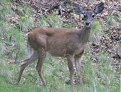 White-tailed Deer