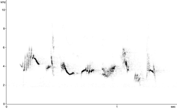 Sonogram of Whitethroat song