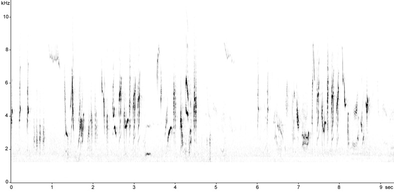 Sonogram of Whitethroat song