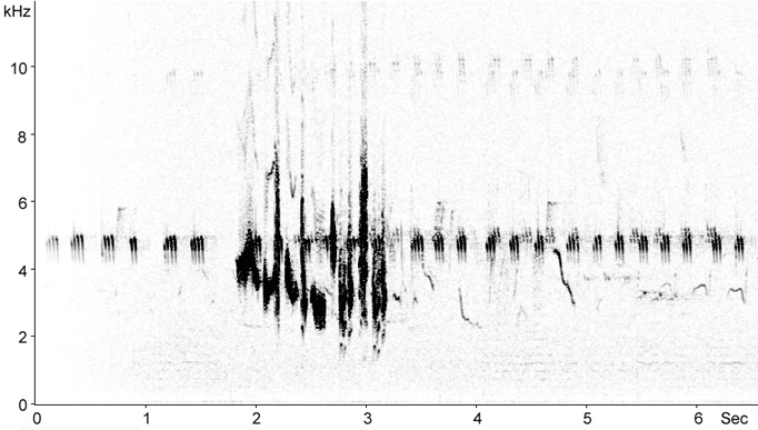 Sonogram of Whitethroat song