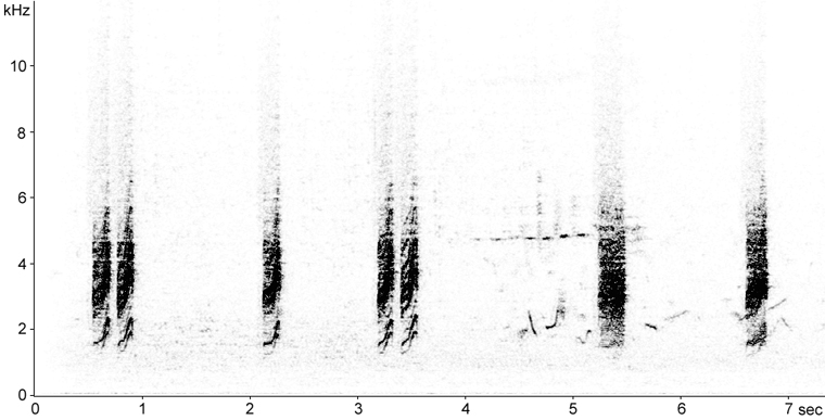 Sonogram of Whitethroat calls