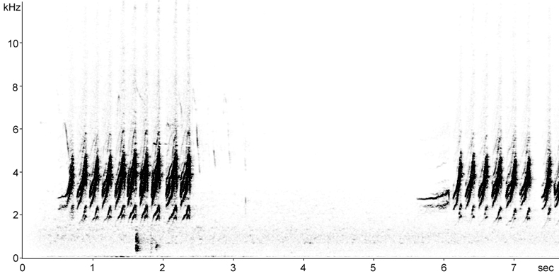 Sonogram of Whitethroat alarm calls