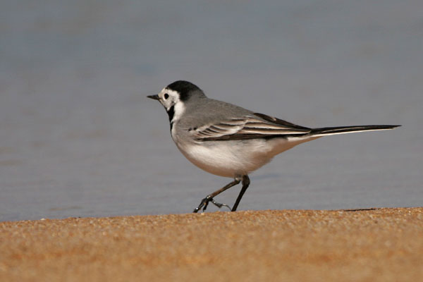 White Wagtail ©2006 Fraser Simpson