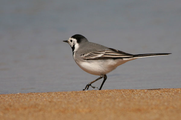 White Wagtail 2006 Fraser Simpson