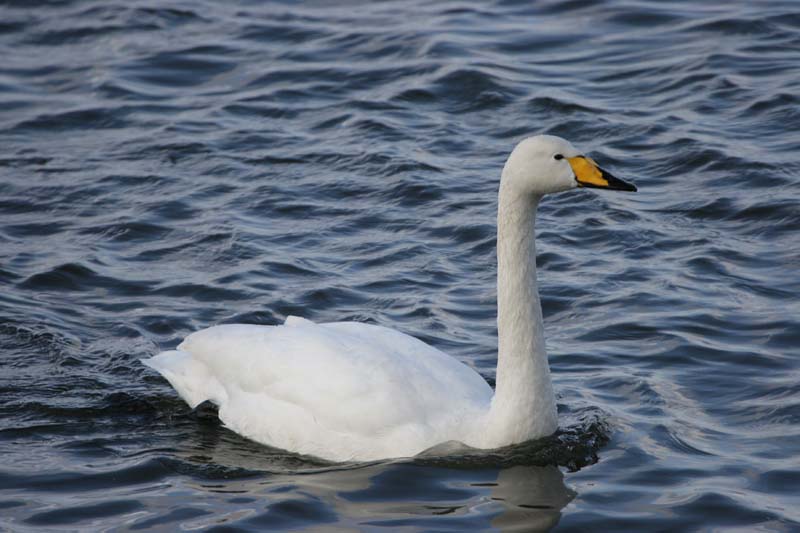 Whooper Swan   2005  F. S. Simpson