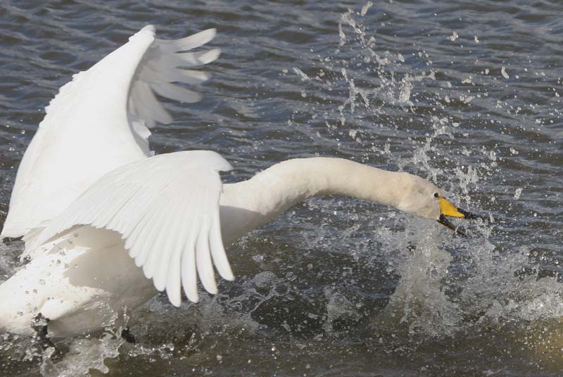 Whooper Swan   2005  F. S. Simpson