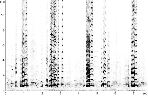 Sonogram of Whooper Swan calls