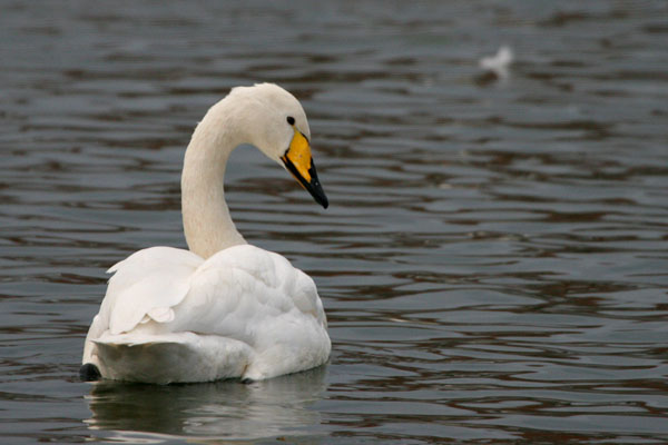 Whooper Swan 2005 Fraser Simpson