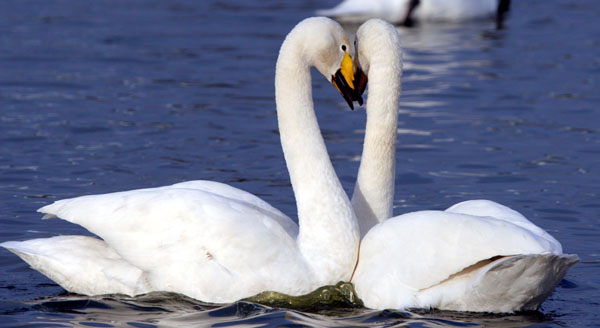 Whooper Swan Pair �2005 Fraser Simpson