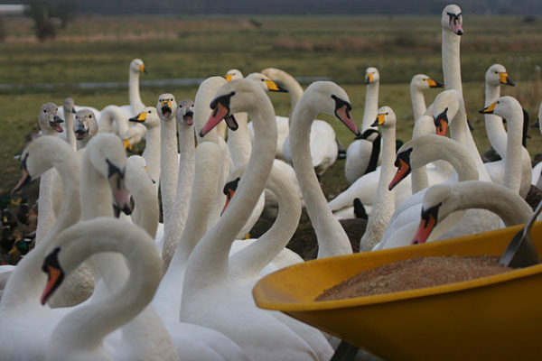 Feeding Time �2005 Fraser Simpson