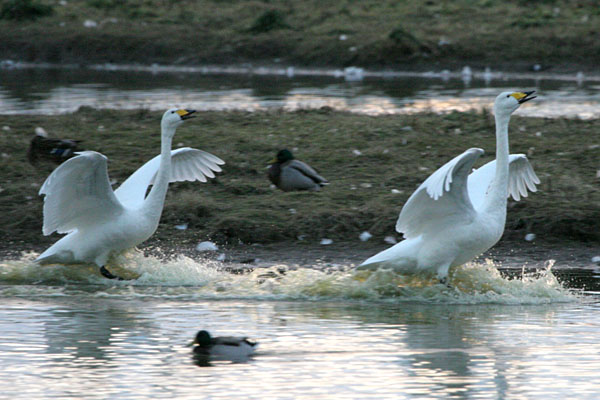 Whooper Swan �2005 Fraser Simpson