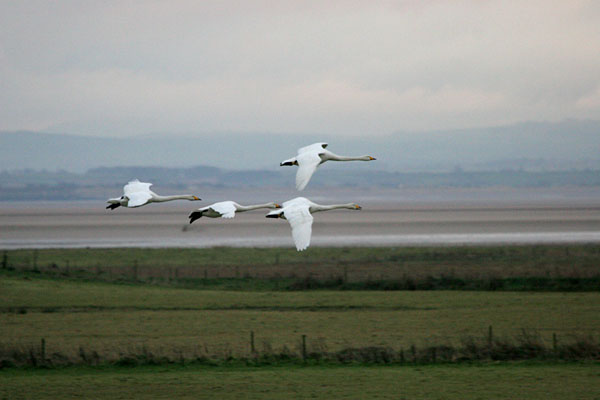 Whooper Swan �2005 Fraser Simpson