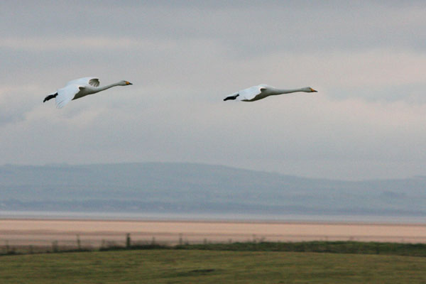 Whooper Swan �2005 Fraser Simpson