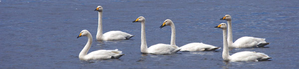 Whooper Swans, Welney WWT 2005 Fraser Simpson