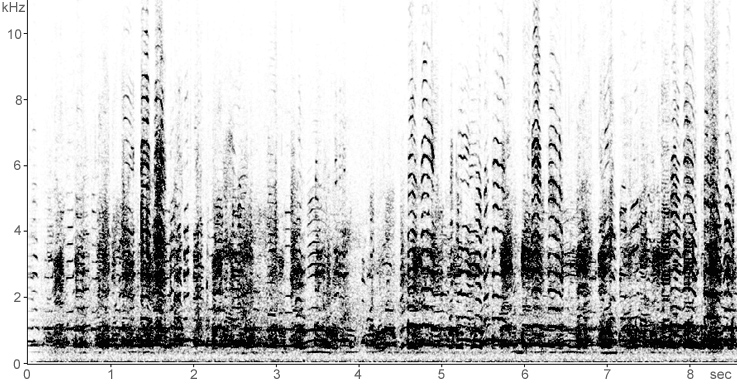 Sonogram of Whooper Swan calls