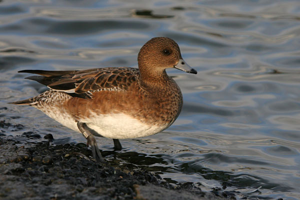 Wigeon (female) �2005 Fraser Simpson