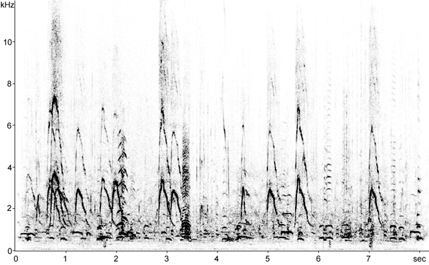 Sonogram of Eurasian Wigeon calls