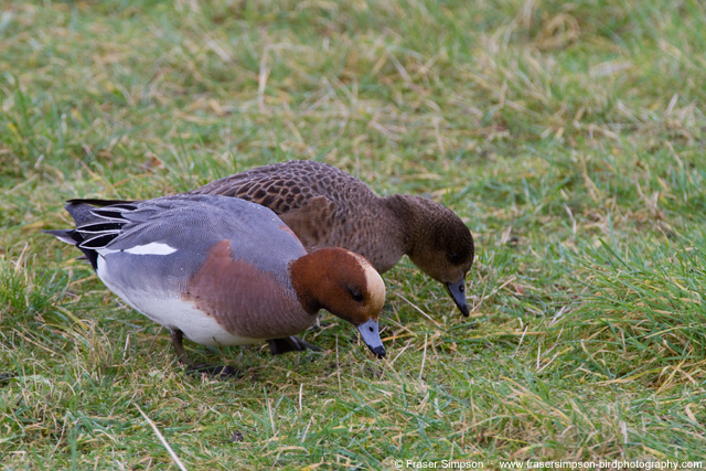 Wigeon grazing at London Wetland Centre  Fraser Simpson