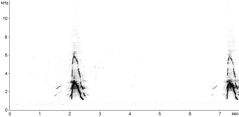 Sonogram of male Eurasian Wigeon calls