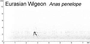 Eurasian Wigeon spectrogram © Fraser Simpson