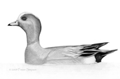 Eurasian Wigeon sketch  Fraser Simpson