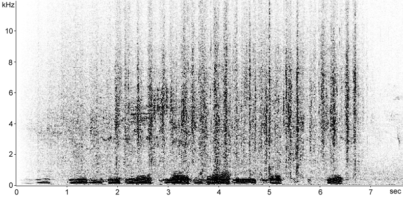 Sonogram of Wild Boar (Sos scrofa) piglets