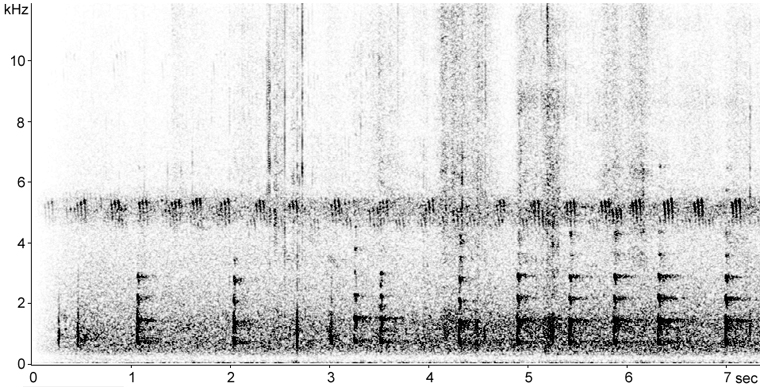 Sonogram of Wild Turkey calls