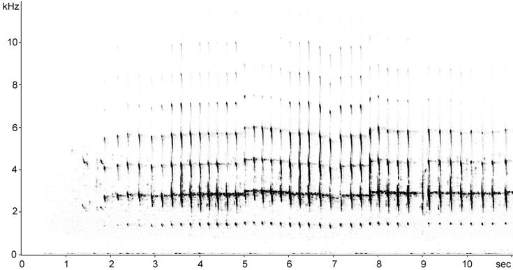 Sonogram of Willet alarm calling