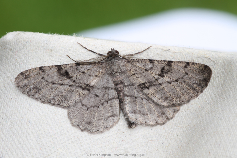 Willow Beauty (Peribatodes rhomboidaria)  Fraser Simpson