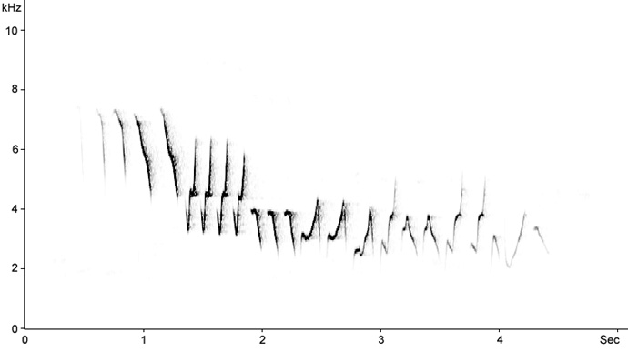Sonogram of Willow Warbler song