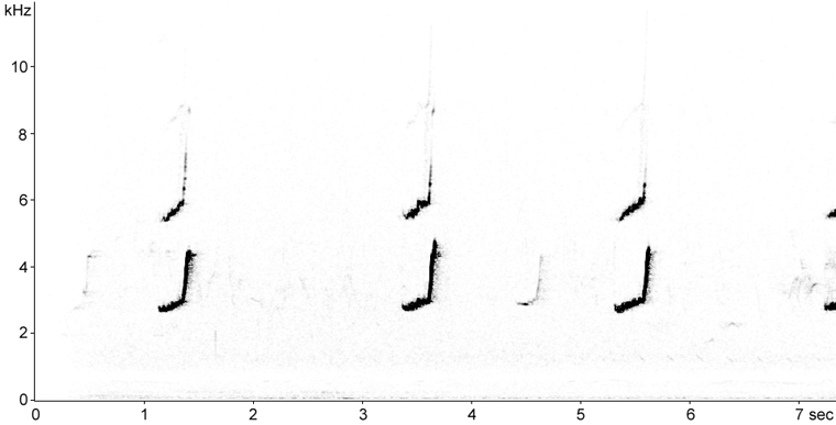 Sonogram of Willow Warbler calls