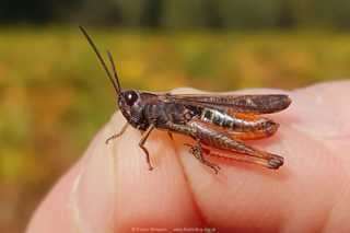 Woodland Grasshopper (Omocestus rufipes) © Fraser Simpson