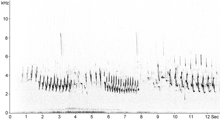 Sonogram of Woodlark song