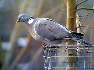 Phonescoped Wood Pigeon 2006 Fraser Simpson