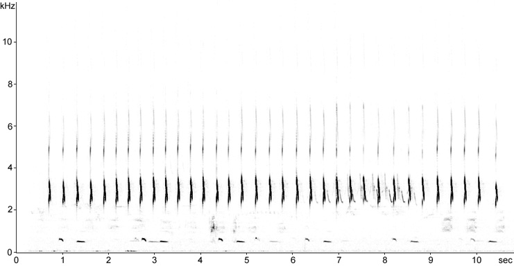 Sonogram of alarm calling Wood Sandpiper