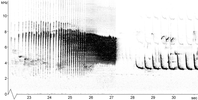 Sonogram of a Wood Warbler song