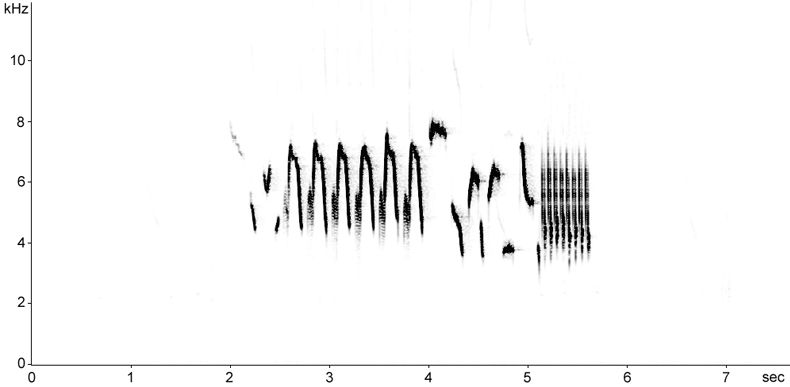 Sonogram of Eurasian Wren song