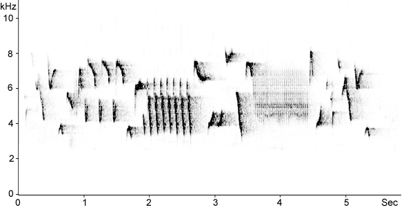 Sonogram of Eurasian Wren song