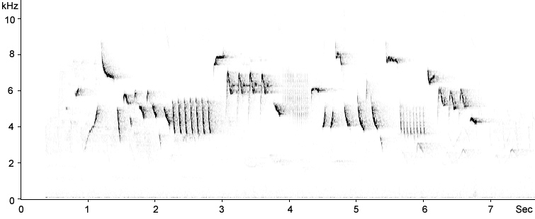 Sonogram of Eurasian Wren song