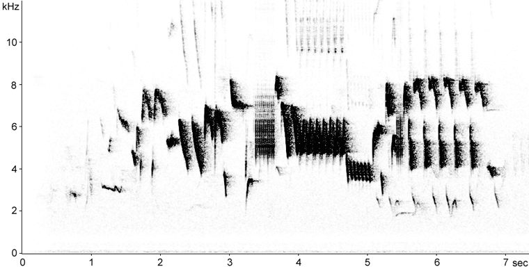 Sonogram of Eurasian Wren song