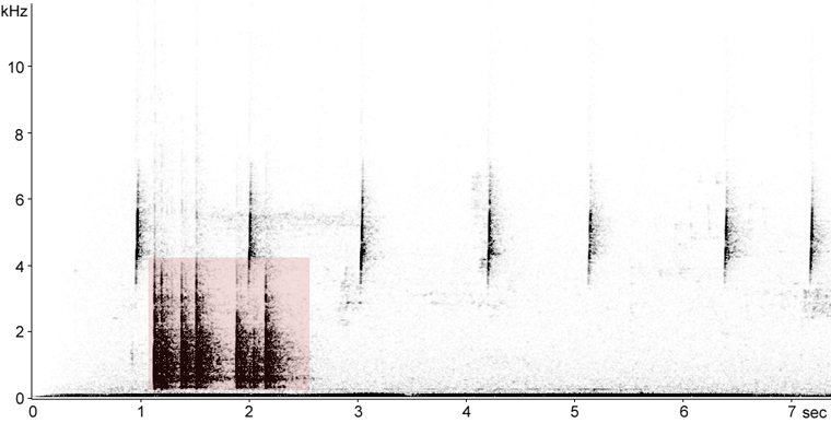 Sonogram of Yellow-bellied Sapsucker drumming