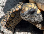 Yellowfoot Tortoise