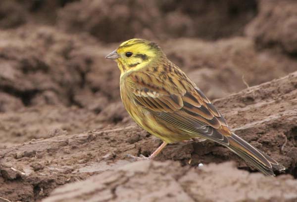 Yellowhammer on the Knockentiber to Springside Disused Railway Line  2005  F. S. Simpson