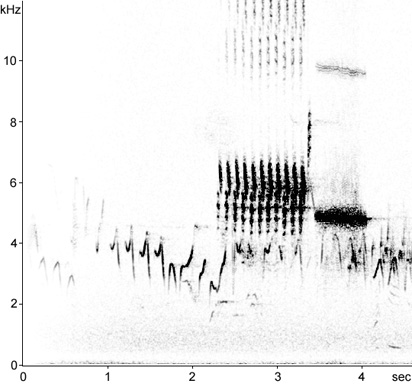 Sonogram of Yellowhammer song