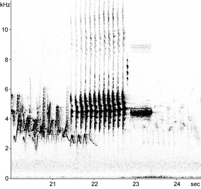 Sonogram of Yellowhammer song