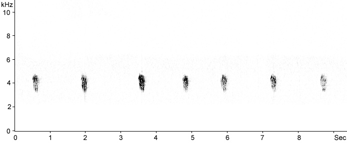 Sonogram of Yellowhammer calls